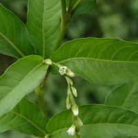 Persicaria hydropiper (L.) Delarbre